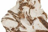 Fossil Partial Articulated Mosasaur Skeleton - Asfla, Morocco #346971-2